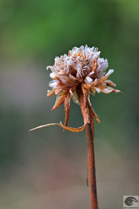  MG 4453 welke Blumen